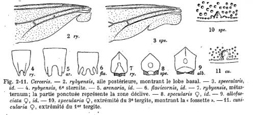 Réf. 218 141 : Cerceris divers